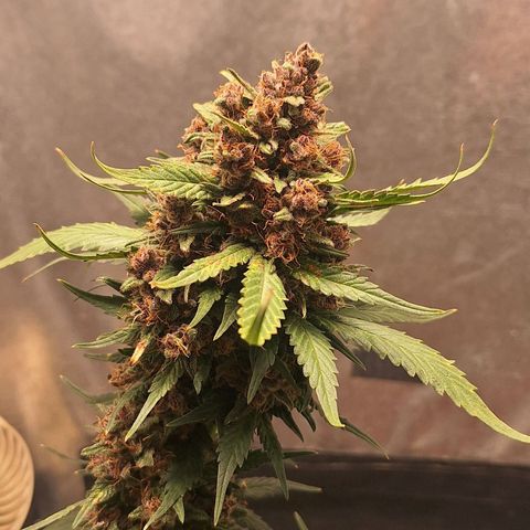 Fast Buds Mix Pack5️⃣ growlog timeline photo