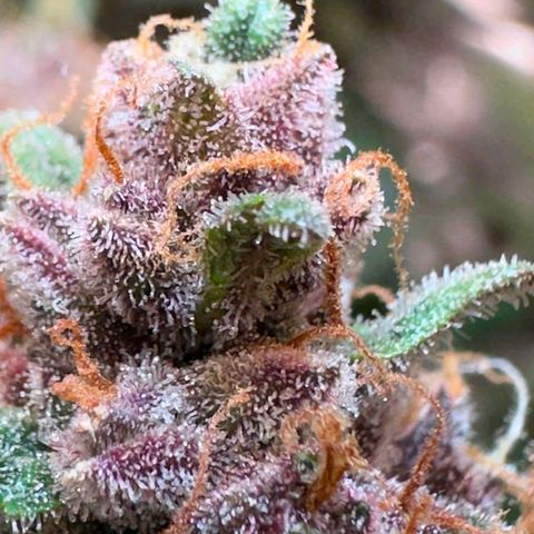 Fast Buds Mix Pack5️⃣ growlog timeline photo