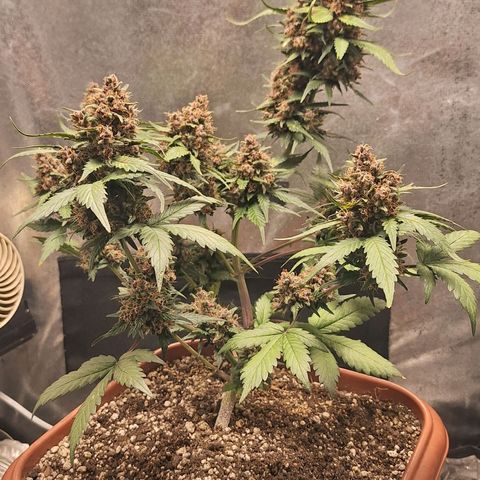 Fast Buds Mix Pack5️⃣ growlog timeline photo
