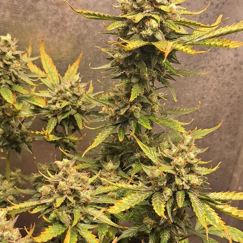 FastBuds 7️⃣ growlog timeline photo