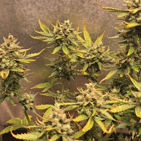FastBuds 7️⃣ growlog timeline photo