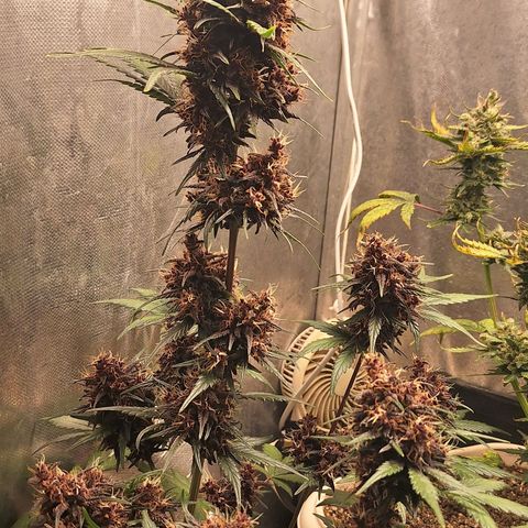 Fastbuds 8️⃣ growlog timeline photo