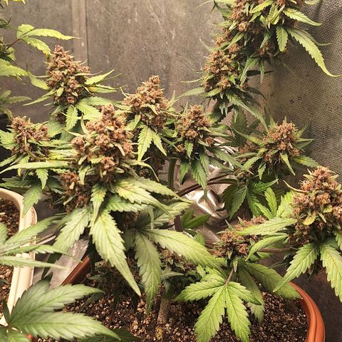 Fast Buds Mix Pack5️⃣ growlog timeline photo
