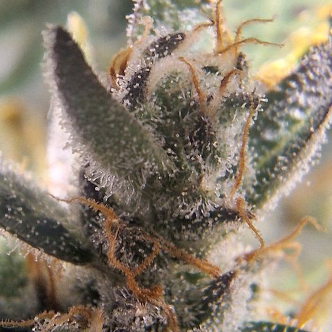 FastBuds 7️⃣ growlog timeline photo