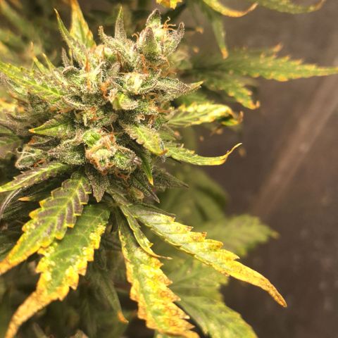 FastBuds 7️⃣ growlog timeline photo