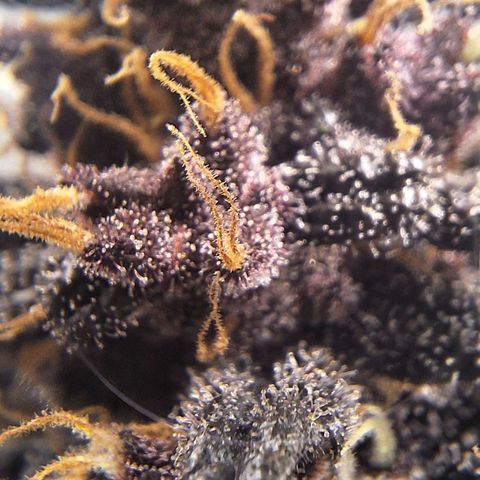 Fastbuds 8️⃣ growlog timeline photo
