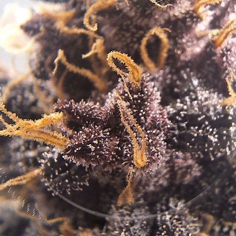 Fastbuds 8️⃣ growlog timeline photo