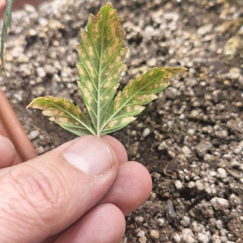 FastBuds 7️⃣ growlog timeline photo