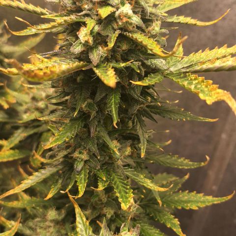 FastBuds 7️⃣ growlog timeline photo