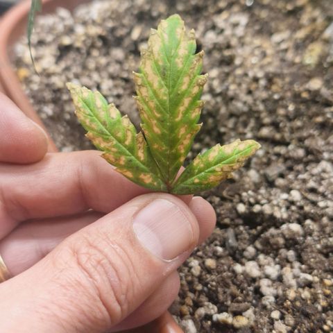 FastBuds 7️⃣ growlog timeline photo