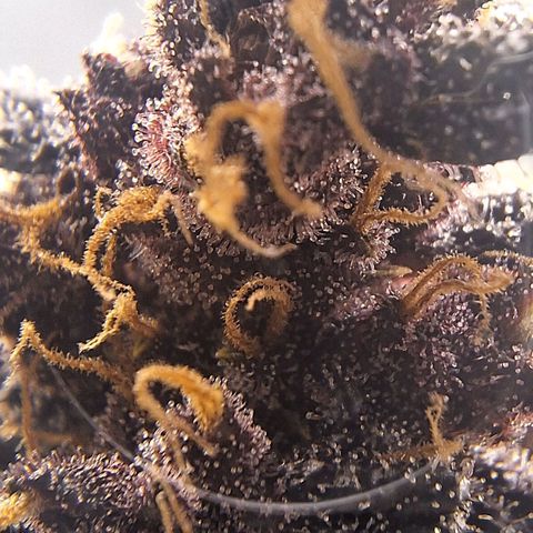 Fastbuds 8️⃣ growlog timeline photo