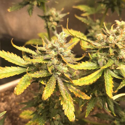FastBuds 7️⃣ growlog timeline photo
