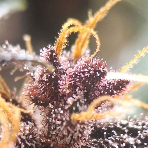 Fastbuds 8️⃣ growlog timeline photo