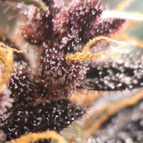 Fastbuds 8️⃣ growlog timeline photo