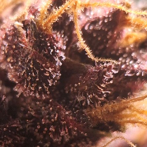 Fastbuds 8️⃣ growlog timeline photo