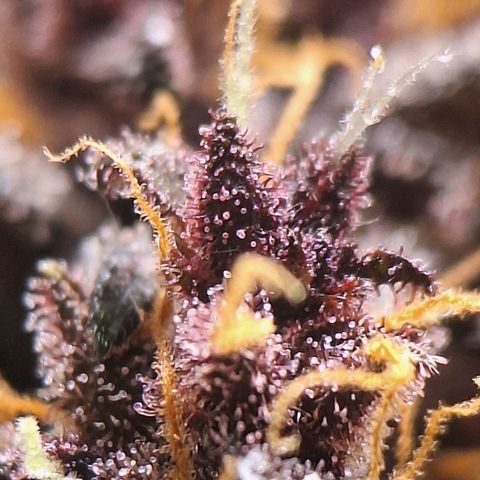 Fastbuds 8️⃣ growlog timeline photo