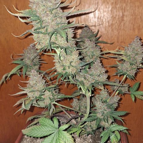 Fast Buds Mix Pack5️⃣ growlog timeline photo
