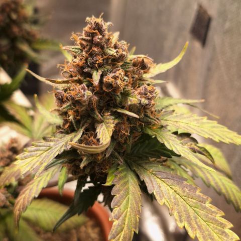Fast Buds Mix Pack5️⃣ growlog timeline photo