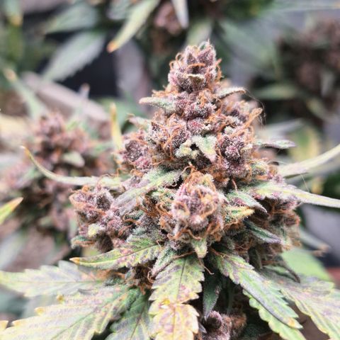 Fast Buds Mix Pack5️⃣ growlog timeline photo