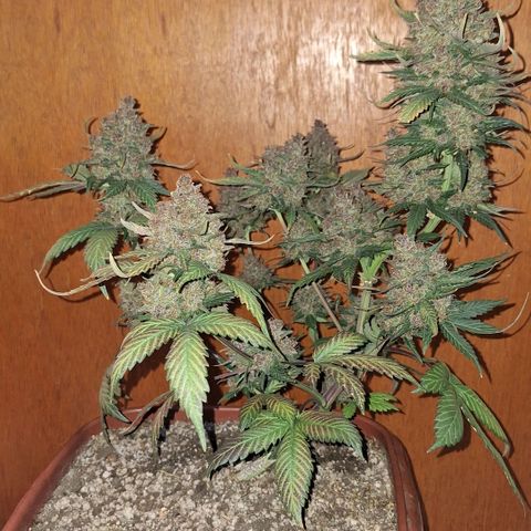 Fast Buds Mix Pack5️⃣ growlog timeline photo