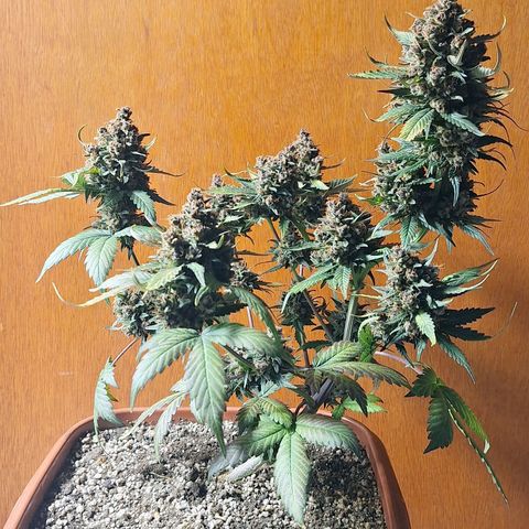 Fast Buds Mix Pack5️⃣ growlog timeline photo