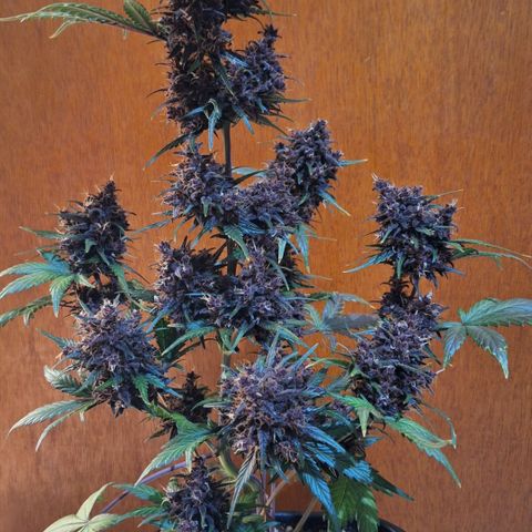 Fastbuds 8️⃣ growlog timeline photo