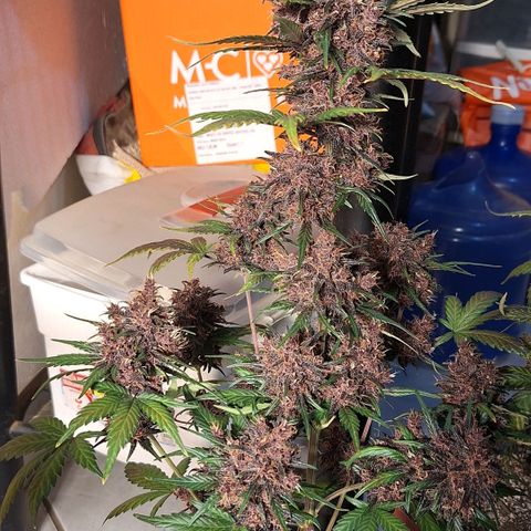 Fastbuds 8️⃣ growlog timeline photo