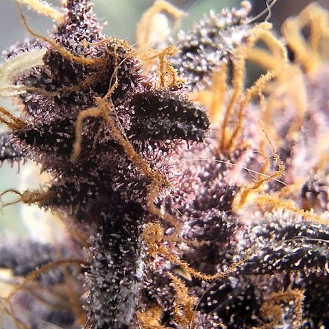 Fastbuds 8️⃣ growlog timeline photo