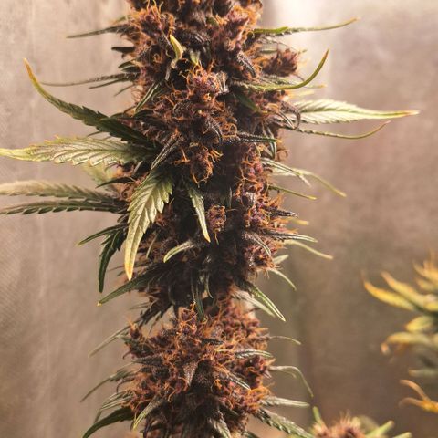 Fastbuds 8️⃣ growlog timeline photo