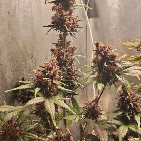 Fastbuds 8️⃣ growlog timeline photo