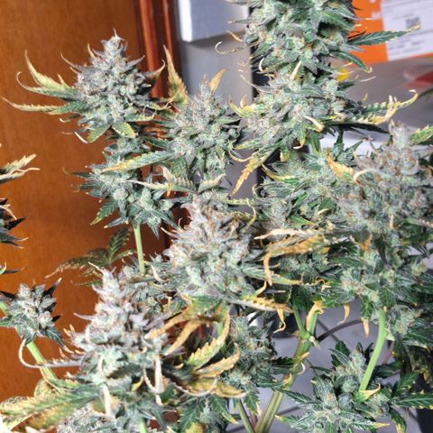 FastBuds 7️⃣ growlog timeline photo