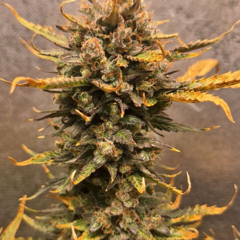 FastBuds 7️⃣ growlog timeline photo