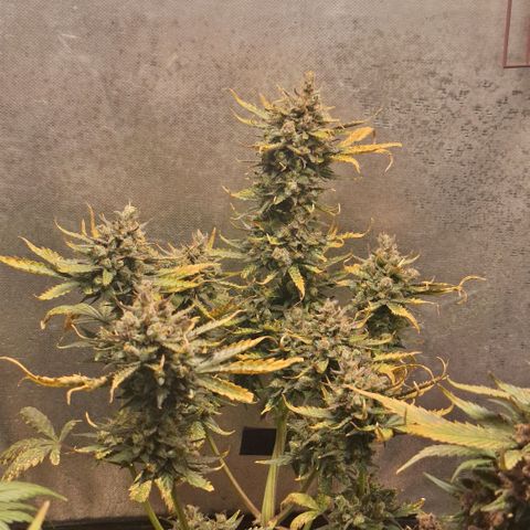 FastBuds 7️⃣ growlog timeline photo