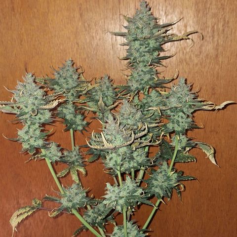 FastBuds 7️⃣ growlog timeline photo