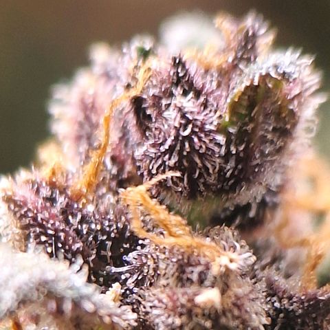 Fast Buds Mix Pack5️⃣ growlog timeline photo