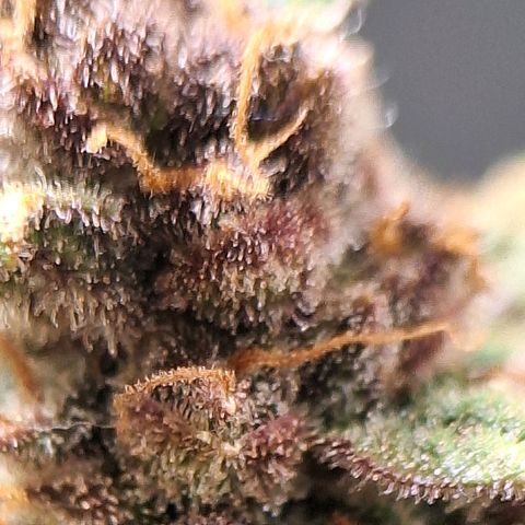 Fast Buds Mix Pack5️⃣ growlog timeline photo