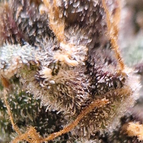 Fast Buds Mix Pack5️⃣ growlog timeline photo