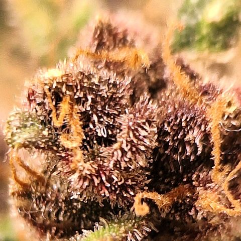 Fast Buds Mix Pack5️⃣ growlog timeline photo