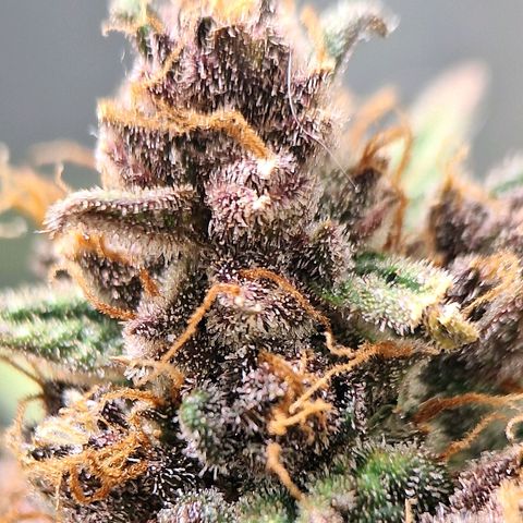 Fast Buds Mix Pack5️⃣ growlog timeline photo