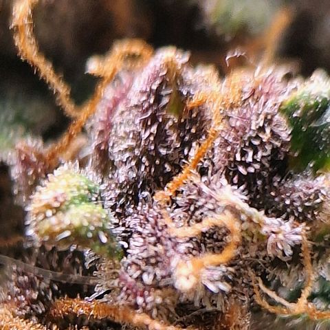 Fast Buds Mix Pack5️⃣ growlog timeline photo