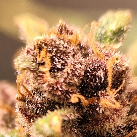 Fast Buds Mix Pack5️⃣ growlog timeline photo