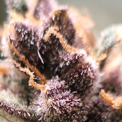 Fast Buds Mix Pack5️⃣ growlog timeline photo