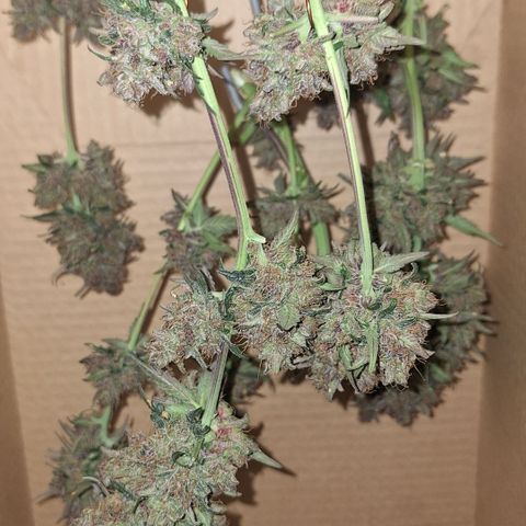 Fast Buds Mix Pack5️⃣ growlog timeline photo