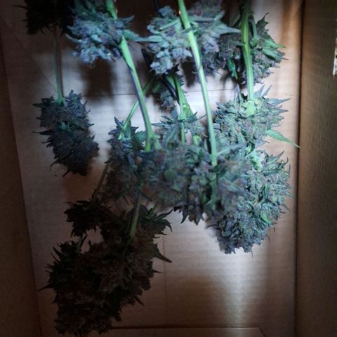 Fast Buds Mix Pack5️⃣ growlog timeline photo