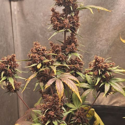 Fastbuds 8️⃣ growlog timeline photo