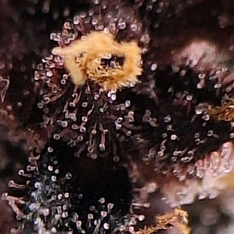 Fastbuds 8️⃣ growlog timeline photo