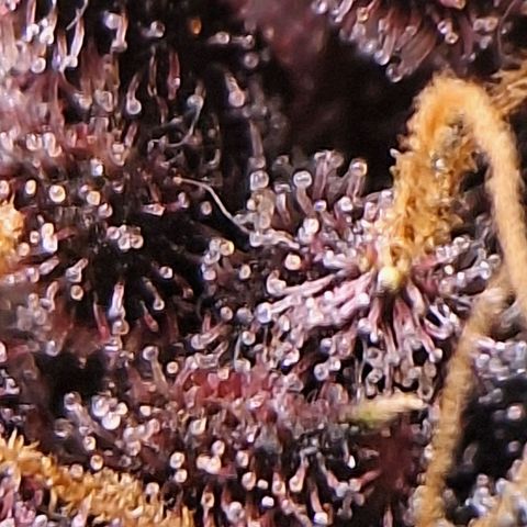 Fastbuds 8️⃣ growlog timeline photo