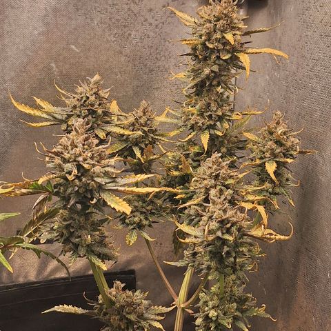 FastBuds 7️⃣ growlog timeline photo