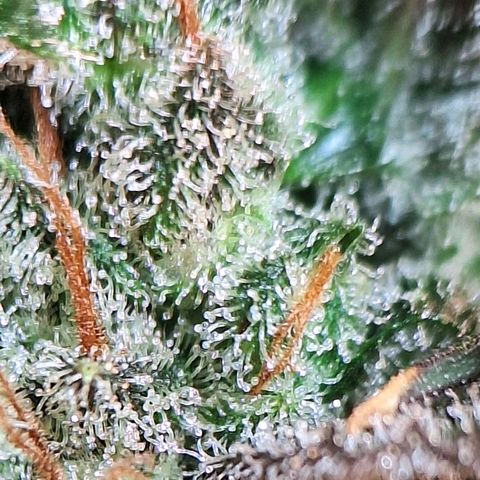 FastBuds 7️⃣ growlog timeline photo