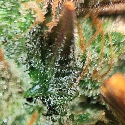 FastBuds 7️⃣ growlog timeline photo